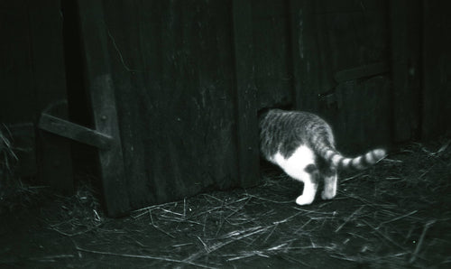Lucky Shd100 B&n Film 35mm 36exp (pack 3)