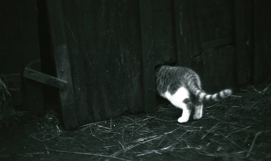 Lucky Shd100 B&n Film 35mm 36exp (pack 3)