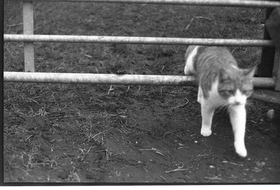 Lucky Shd100 B&n Film 35mm 36exp (pack 3)