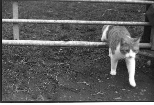 Lucky Shd100 B&n Film 35mm 36exp (pack 3)